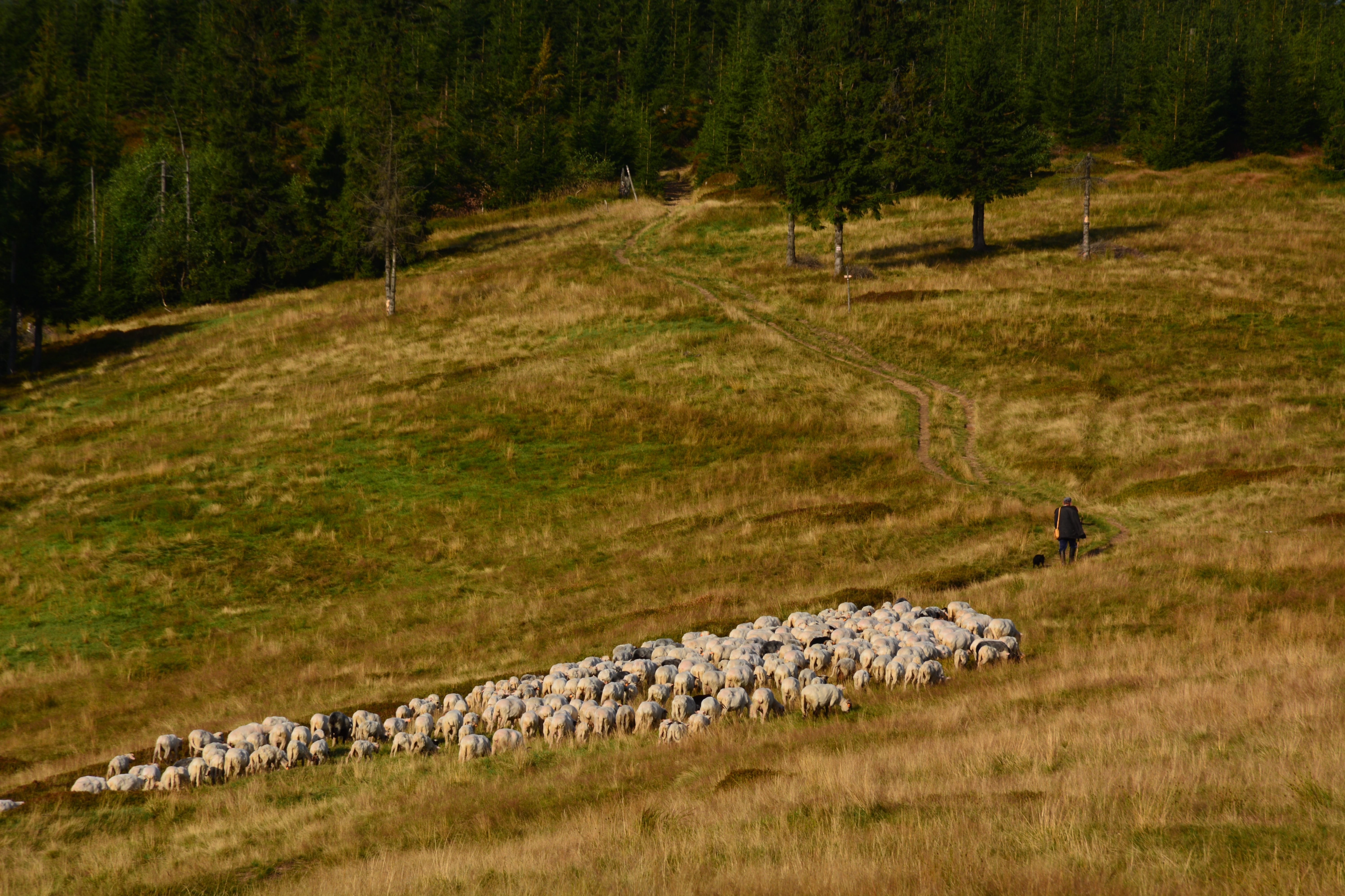 Wypas owiec w Beskidzie Śląskim